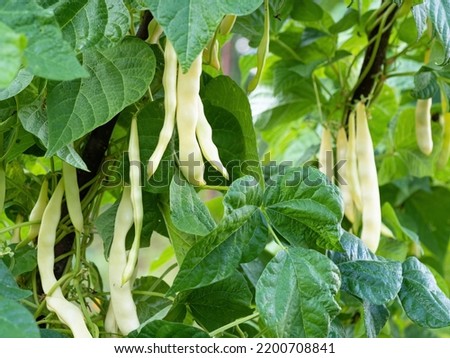 Ripe pods of kidney bean growing on farm. Bush with bunch of pods of haricot plant (Phaseolus vulgaris) ripening in homemade garden. Organic farming, healthy food, BIO viands, back to nature concept.