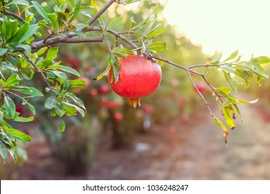 Ripe pomegranate fruit hanging on a tree branch in the garden. Sunset light. soft selective focus, space for text