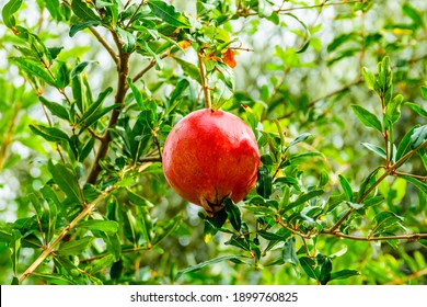 Ripe Pomegranate Fruit On Tree At Orchard