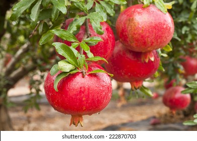 Ripe Pomegranate Fruit On  Tree Branch.