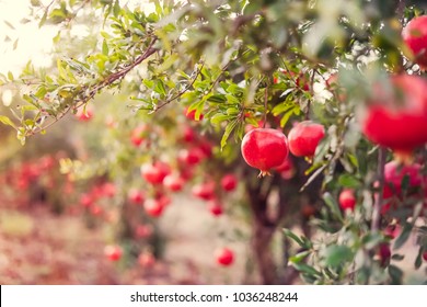 Ripe pomegranate fruits hanging on a tree branches in the garden. Harvest concept. Sunset light. soft selective focus, space for text