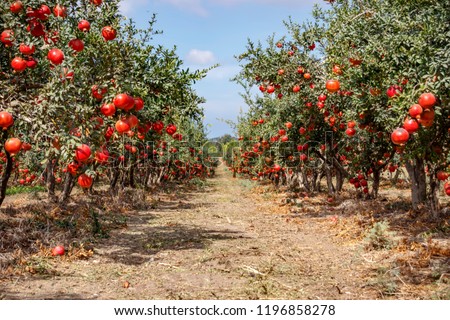 Ripe pomegranate fruits on the branches of trees in the garden.Rows of pomegranate trees with ripe fruits on the branches in a garden.
