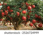 Ripe pomegranate fruits on the tree in garden