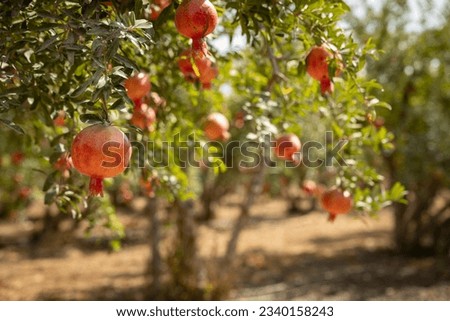 Ripe pomegranate fruits in an orchard