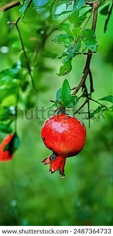 Similar – Tomaten, die auf Reben im Gewächshaus wachsen.