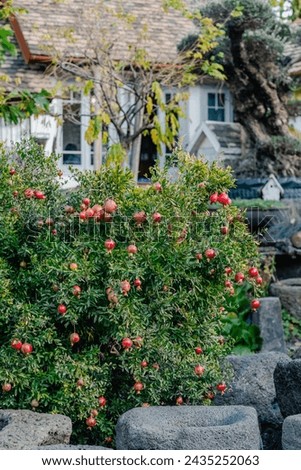 Ripe pomegranates adorn a lush bush in a quaint cottage garden, with a classic white house in the background. The garden exudes a rustic and fruitful charm.