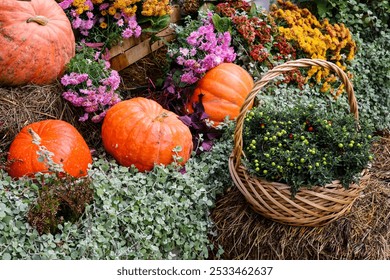 Ripe pumpkins and chrysanthemum flowers, festive decorations. Autumn harvest, thanksgiving day concept - Powered by Shutterstock