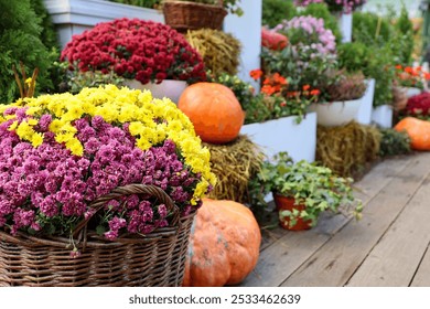 Ripe pumpkins and chrysanthemum flowers, festive decorations. Autumn harvest, thanksgiving day concept - Powered by Shutterstock