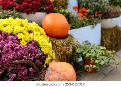 Ripe pumpkins and chrysanthemum flowers, festive decorations. Autumn harvest, thanksgiving day concept - Powered by Shutterstock