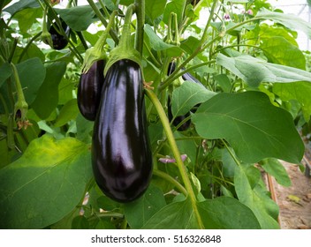 ripe purple eggplant growing in a greenhouse in the netherlands