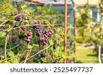 Ripe Purple Grapes in Lush Vineyard Ready for Harvest. Scenic vineyard landscape with rows of grapevines heavy with clusters of ripe.