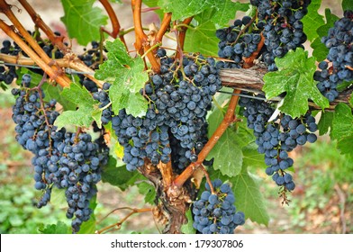 Ripe purple grapes on vine ready for picking