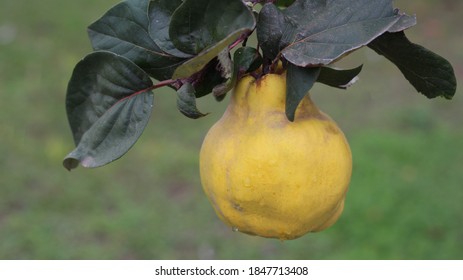 Ripe Quince After Rain On A Tree Branch.