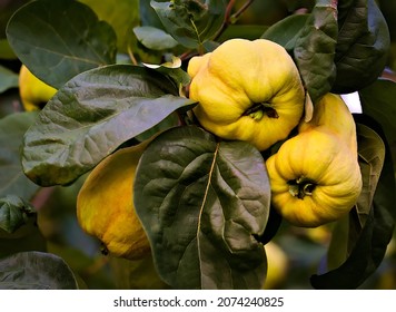 Ripe Quinces, A Classic Fruit For Making Marmalade