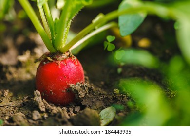 Ripe Radish Seendilg. Organic Farming.