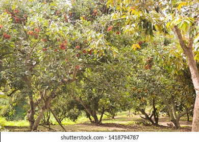 Ripe Rambutan Fruit On Tree