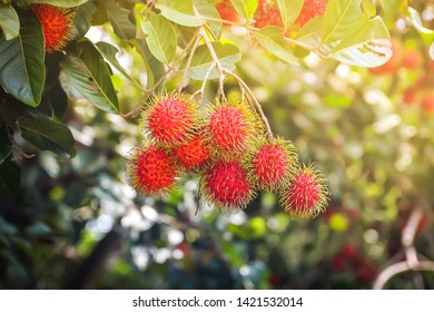 Ripe Rambutan Fruit On Tree