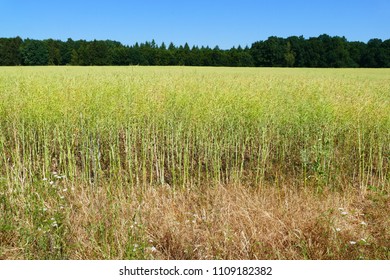 Ripe rape field (Brassica napus) shortly before harvest in june near Hanover, Lower Saxony, Germany 