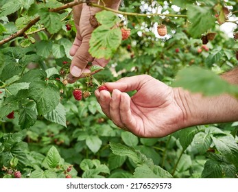 Ripe Raspberries Are Collected. Growing Raspberries.