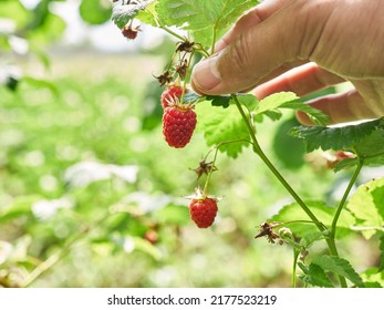 Ripe Raspberries Are Collected. Growing Raspberries.