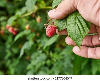 Ripe Raspberries Are Collected. Growing Raspberries.