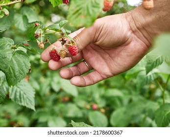 Ripe Raspberries Are Collected. Growing Raspberries.