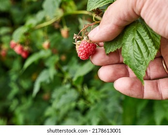 Ripe Raspberries Are Collected. Growing Raspberries.