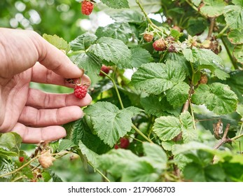 Ripe Raspberries Are Collected. Growing Raspberries.