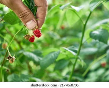 Ripe Raspberries Are Collected. Growing Raspberries.