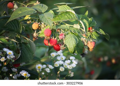 Ripe Raspberries Growing In The Garden.