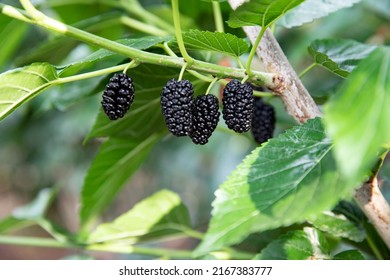 Ripe raspberries are on the Mulberry tree - Shutterstock ID 2167383777