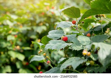 Ripe Raspberries Are On The Raspberry Tree