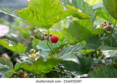 Ripe Raspberries Are On The Raspberry Tree