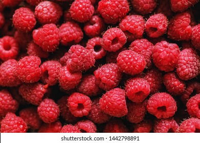 Ripe raspberries.Berries.A handful of raspberries.Scarlet.Raspberry field.Raspberry juic