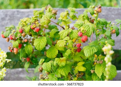 Ripe Raspberry Bush