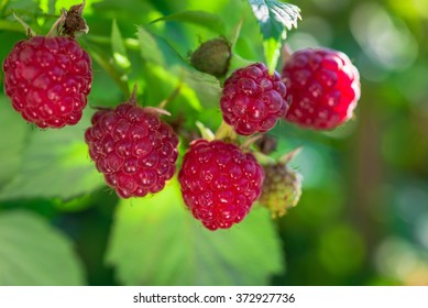 Ripe Raspberry In The Fruit Garden