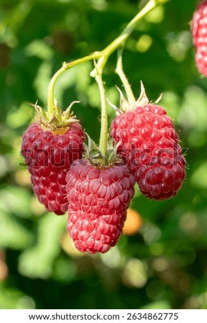 Ripe Raspberry in the Garden. Macro. Rubus idaeus.