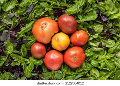 Ripe raw, different color and shapes tomato with fresh basil leaves around.