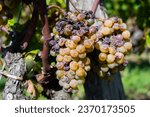 Ripe and ready to harvest Semillon white grape on Sauternes vineyards in Barsac village affected by Botrytis cinerea noble rot, making of sweet dessert Sauternes wines in Bordeaux, France