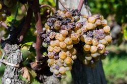 Ripe And Ready To Harvest Semillon White Grape On Sauternes Vineyards In Barsac Village Affected By Botrytis Cinerea Noble Rot, Making Of Sweet Dessert Sauternes Wines In Bordeaux, France