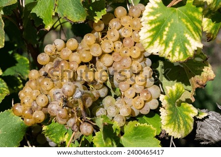 Ripe ready to harvest Semillon white grapes on Sauternes vineyards in Barsac village affected by Botrytis cinerea noble rot, making of sweet dessert Sauternes wines in Bordeaux, France [[stock_photo]] © 