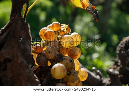 Ripe and ready to harvest Semillon white grape on Sauternes vineyards in Barsac village affected by Botrytis cinerea noble rot, making of sweet dessert Sauternes wines in Bordeaux, France [[stock_photo]] © 