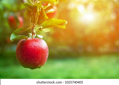 Ripe Red Apple Close-up With Sun Rays And Apple Orchard In The Background.