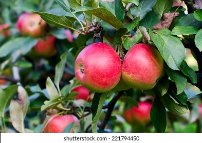 Ripe red apple hanging on a tree