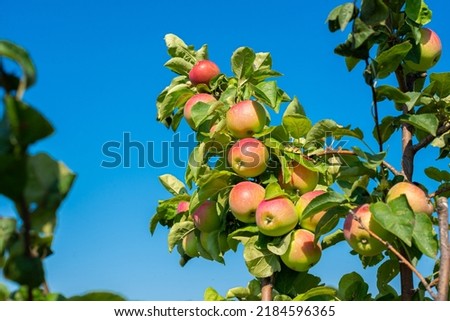 Similar – Image, Stock Photo ripe apples on a tree