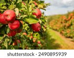 Ripe Red Apples on Tree Branches in Orchard Under Sunlight with Green Leaves and Blurred Background of Fruit Trees and Path