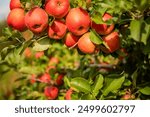 Ripe Red Apples on Tree Branch in Orchard - Fresh Organic Fruit Harvest Under Sunny Blue Sky