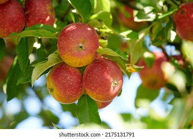 Ripe Red Apples On A Tree With Green Leaves From Below. Organic And Healthy Fruit Growing On An Orchard Tree Branch On Sustainable Farm In Summer. Group Of Fresh Seasonal Produce Ready For Harvesting