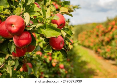 Ripe Red Apples on Tree Branches in Orchard Under Sunlight with Green Leaves and Blurred Background of Fruit Trees and Path - Powered by Shutterstock