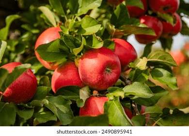 Ripe Red Apples on Tree Branches in Orchard Under Sunlight with Green Leaves and Blurred Background of Fruit Trees and Path - Powered by Shutterstock